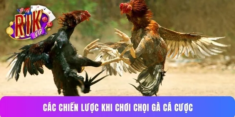 Các chiến lược khi chơi chọi gà cá cược