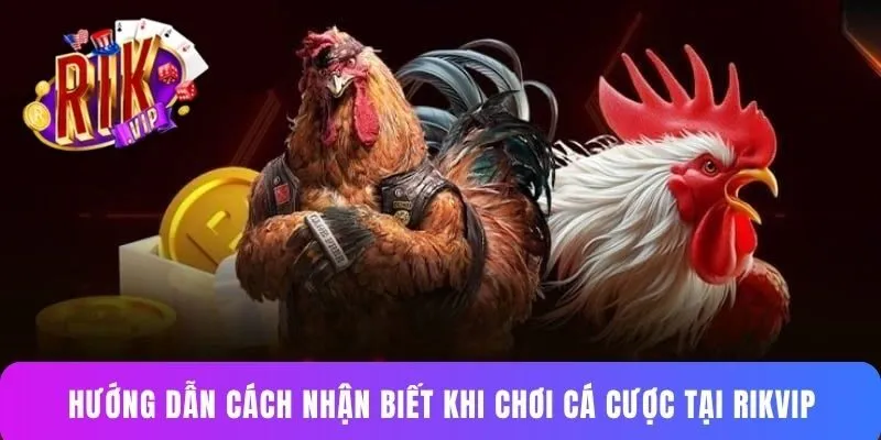 Hướng dẫn cách nhận biết khi chơi cá cược tại Rikvip