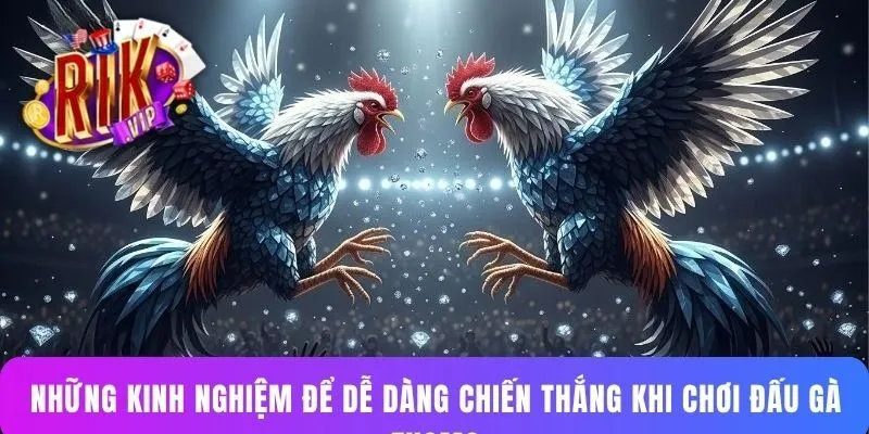 Những kinh nghiệm để dễ dàng chiến thắng khi chơi đấu gà Thomo